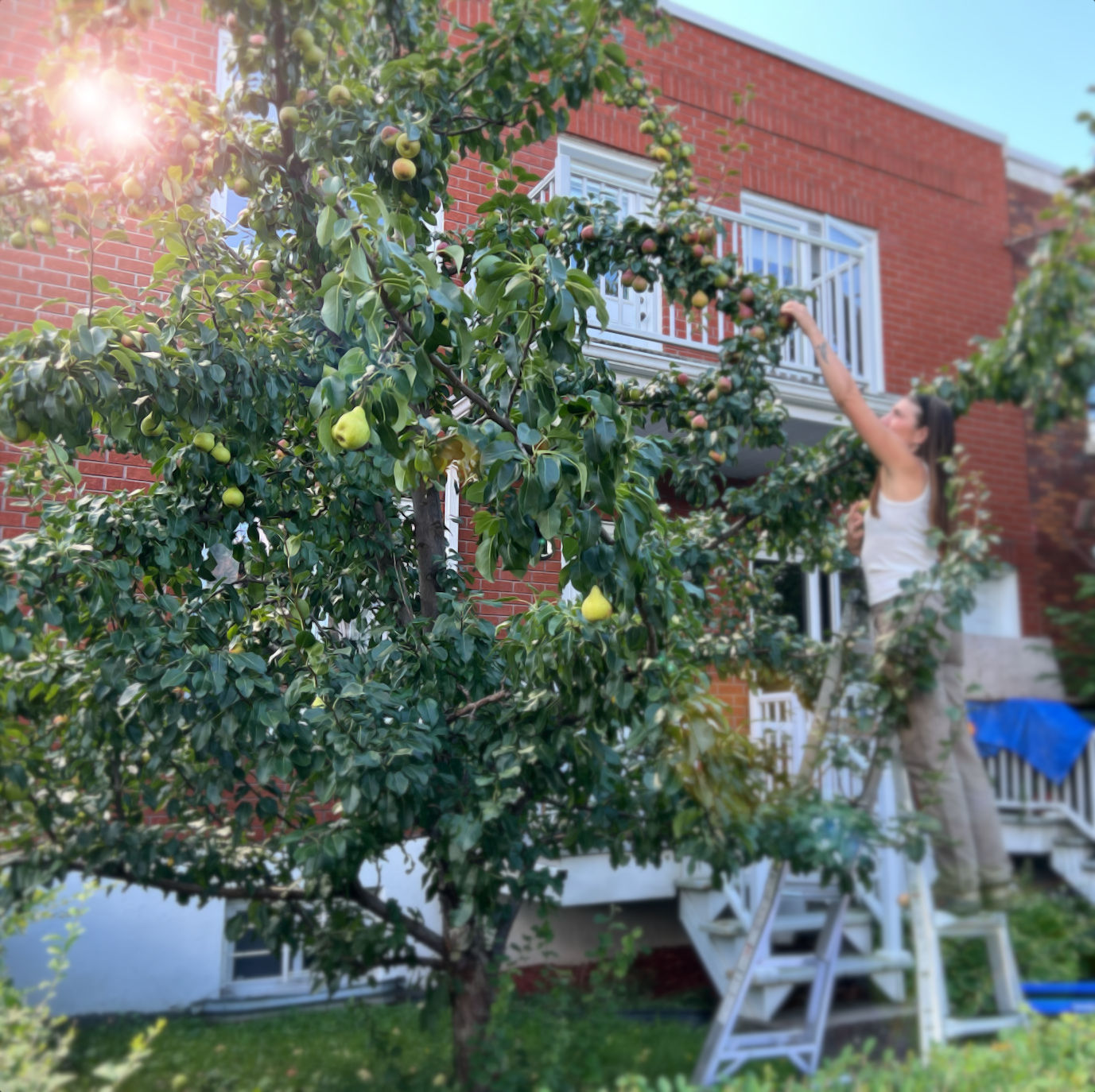 tree owners