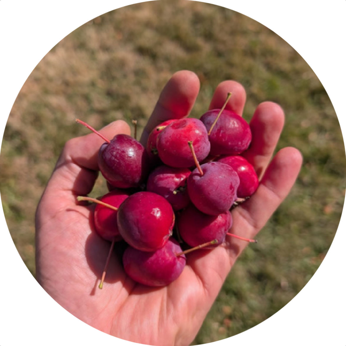 volunteer pickers